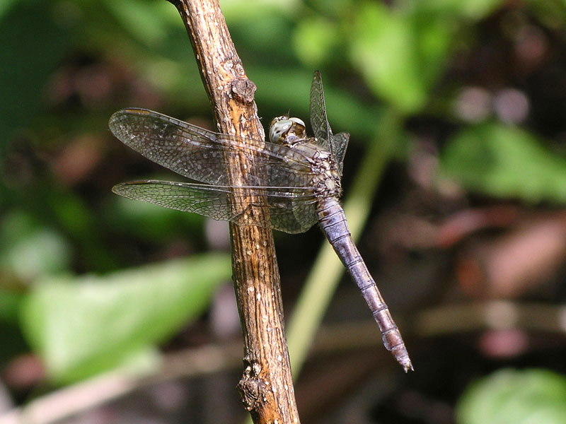 Due libellule da determinare - Orthetrum coerulescens